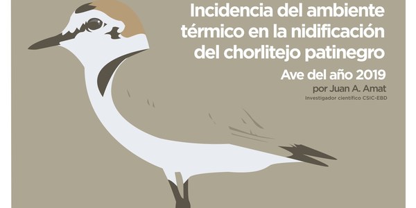 Conferencia "Incidencia del ambiente térmico en la nidificación del chorlitejo patinegro"