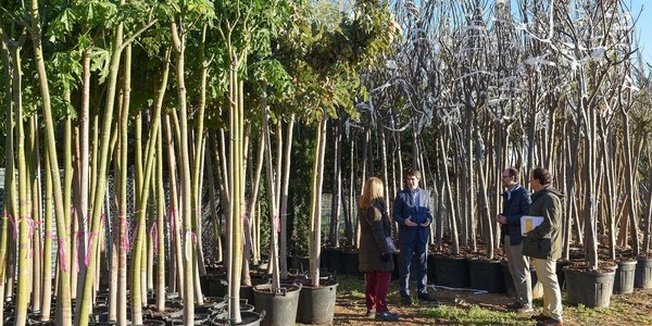 Adjudicada la obra de ampliación de los Viveros de Miraflores para asumir los de Los Remedios y abordar con más eficiencia y capacidad las reforzadas campañas de plantación de árboles