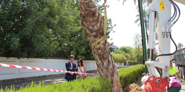Arranca la campaña de plantación 2019-2020 con una decena de nuevos ejemplares de palmeras en la Avenida de la Palmera