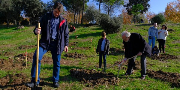 El Ayuntamiento inicia la redacción del primer plan director del arbolado urbano de Sevilla