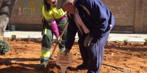 Finaliza la mejora integral de la calle Tarfia, del Distrito Bellavista-La Palmera, con el desarrollo de una plantación ciudadana y un programa de adopción de los alcorques