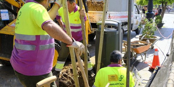 Plantados 14 naranjos en la Avenida de la Constitución y las calles Alemanes y Placentines