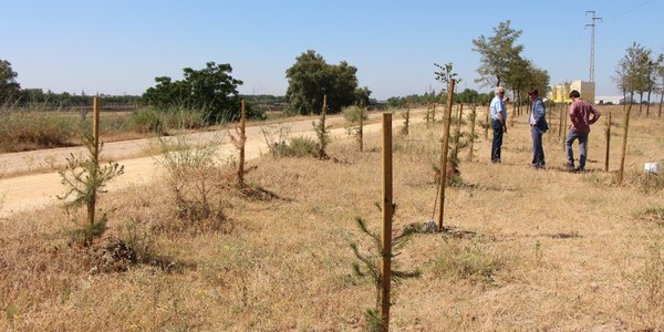 Sevilla y Dos Hermanas quedan conectadas a través de un corredor ecológico tras la recuperación ambiental del encauzamiento del río Guadaíra y la plantación de  más de 4.400 árboles y arbustos
