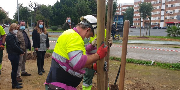 El Ayuntamiento planta 15 árboles en la conexión de itinerarios peatonales y ciclistas entre La Oliva y Tiro de Línea dentro de la campaña 2020-21