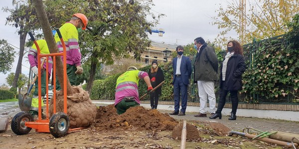 Arranca la plantación de más de cien árboles en la Avenida de la Palmera dentro de la campaña 2020-21