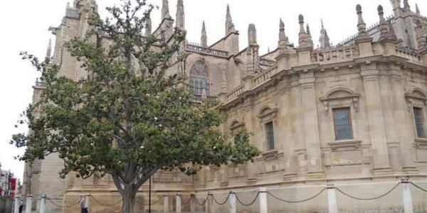 El Ayuntamiento de Sevilla licita las obras para ampliar el alcorque, mejorar las condiciones de agua y nutrientes y proteger el magnolio de la Avenida de la Constitución