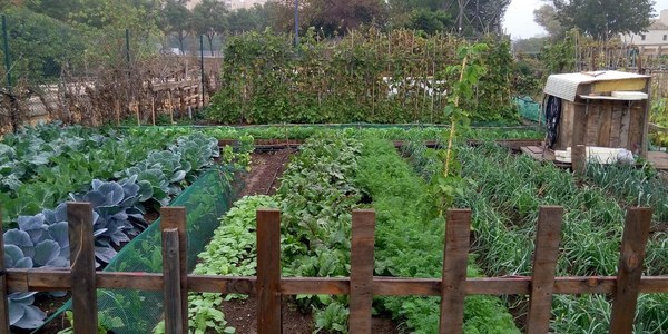 El Ayuntamiento impulsa plataformas y contenidos online sobre medio ambiente y agroecología desde los Huertos Urbanos de Sevilla