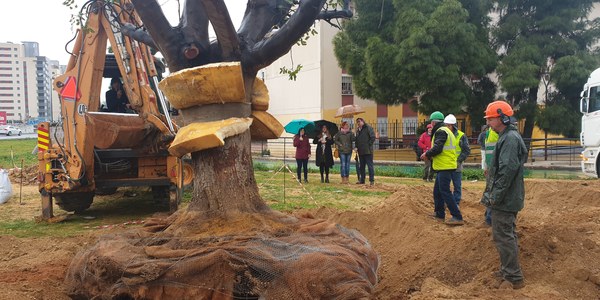 El Ayuntamiento inicia el acondicionamiento paisajístico de uno de los principales accesos del Polígono Sur con la plantación de los dos algarrobos de varias toneladas que complementa la reurbanización realizada el pasado verano