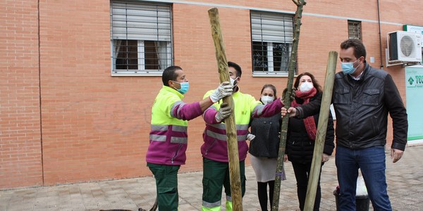 El Ayuntamiento inicia en Pino Montano la campaña de plantaciones 2020-21 del Distrito Norte con 53 nuevos ejemplares en alcorques vacíos del viario