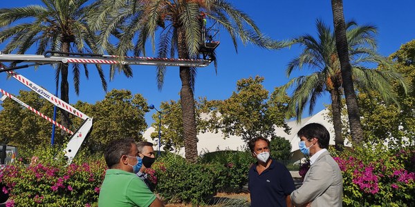 El Ayuntamiento inicia un plan de trabajo de mejora y adecentamiento del arbolado de la Avenida Marie Curie de la Cartuja