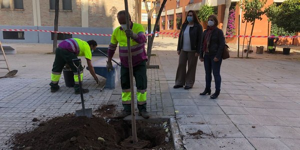 El Ayuntamiento lleva a cabo la plantación de ocho bauhinias en la plaza Vicente Aleixandre del Distrito Sur