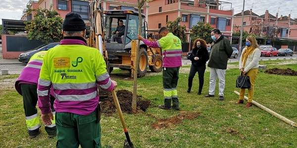 El Ayuntamiento planta 61 nuevos árboles en distintos puntos del Parque Guadaíra dentro de la campaña 2020-2021