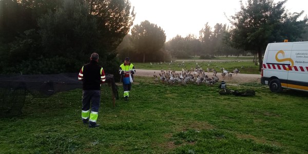 El Ayuntamiento retira 140 gansos del Parque del Tamarguillo para controlar esta especie y evitar los problemas superpoblación y los cede a la reserva natural de la Cañada de los Pájaros