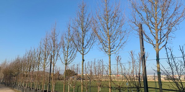 El Ayuntamiento sustituirá los 12 plátanos de sombra de la Plaza de San Lorenzo en situación de riego extremo de caída tras la realización de los informes técnicos por 12 almeces nuevos de gran porte