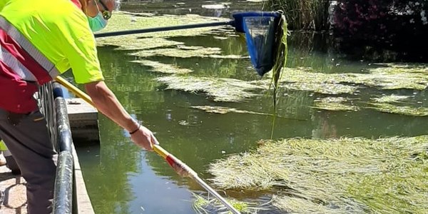 El Ayuntamiento trabaja desde junio pasado con científicos en ingeniería del agua de la Universidad de Sevilla para controlar una invasión no habitual de flora acuática en el estanque del parque de Los Príncipes