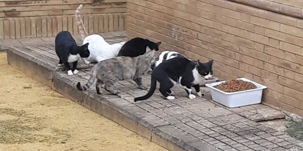 El Ayuntamiento viene garantizando la alimentación y atención veterinaria a las colonias de gatos durante el estado de alarma y otorgará credenciales de colaboración a voluntarios de entidades animalistas