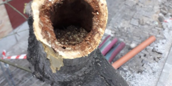 El Ayuntamiento aclara que el apeo de 13 árboles de la especie ‘Acer negundo’ en la Avenida Doctor Fedriani se realiza por pudrición, imposibilidad de recuperarse y riesgo para la población y los sustituirá por ejemplares de ‘Styphnolobium japonicum’