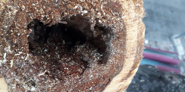 El Ayuntamiento apeará 13 árboles de la especie ‘Acer negundo’ en la Avenida Doctor Fedriani por pudrición, imposibilidad de recuperarse y riesgo para la población y los sustituirá por otros tantos ejemplares de ‘Styphnolobium japonicum’