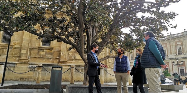 El Ayuntamiento encarga la elaboración de un catálogo de árboles singulares por sus características botánicas, culturales o paisajísticas para reforzar la protección del patrimonio arbóreo de la ciudad