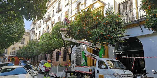 El Ayuntamiento lleva recogidos casi 7.200 naranjos y medio millón de kilos y adjudica el contrato de refuerzo para una de las campañas con mayor cosecha de la última década