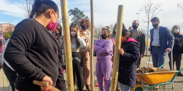 El Ayuntamiento planta 80 árboles que ofrecen sombra a itinerarios escolares hasta el CEIP Menéndez Pidal y el Mercadillo de Torreblanca