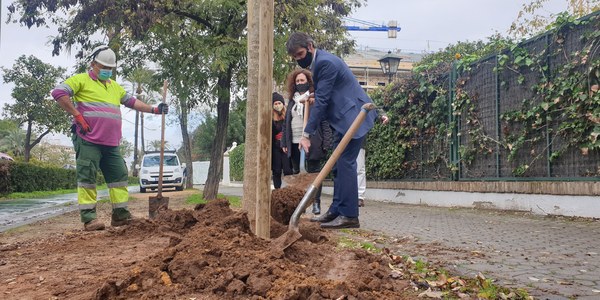 El Ayuntamiento supera ya los 1.000 nuevos árboles en alcorques antes vacíos y alcanza los 1.800 en el conjunto de la ciudad desde que comenzara la campaña de plantaciones 2020-2021 hace dos meses