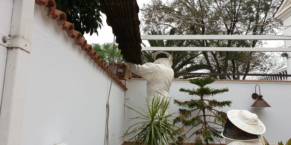 El Centro Municipal de Protección y Control Animal atiende hasta julio un total de 147 peticiones de retirada de enjambres y panales cuyas abejas son donadas a apicultores