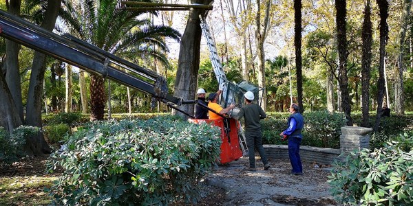 El Ayuntamiento adjudica el desarrollo del plan integral de control de las cotorras invasoras Kramer y Argentina para proteger la biodiversidad en toda la ciudad y que se desplegará hasta 2024