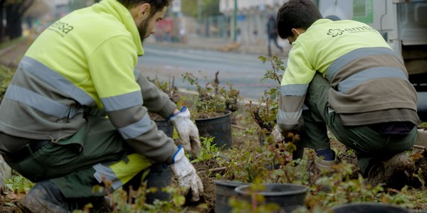 El Ayuntamiento completa el trasplante de los 1.500 rosales de la mediana de San Francisco Javier y Luis de Morales en distintas zonas ajardinas y sobre todo en Nervión