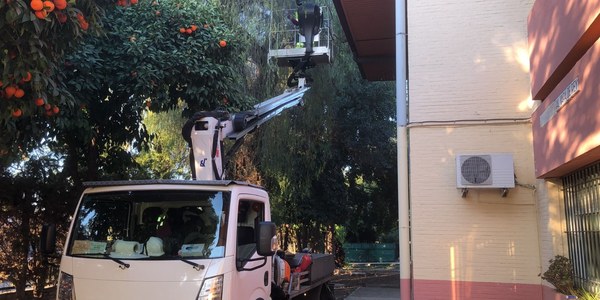 El Ayuntamiento de Sevilla reforzará los trabajos de recolección de la naranja amarga y les dará estabilidad con un nuevo contrato por dos años y 117.000 euros de inversión
