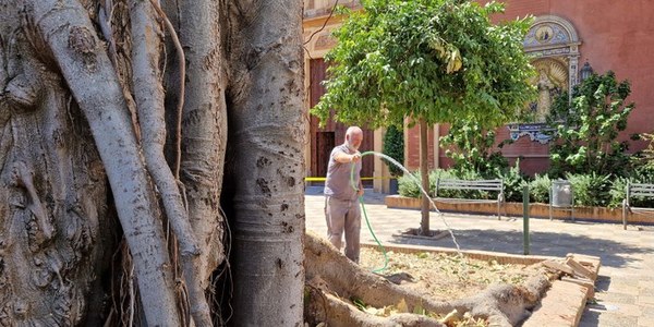 El Ayuntamiento informa al juez de todos los pasos seguidos desde la suspensión cautelar de la licencia otorgada a los Dominicos para el apeo del ficus de San Jacinto y entrega un informe técnico sobre las condiciones actuales de seguridad del árbol