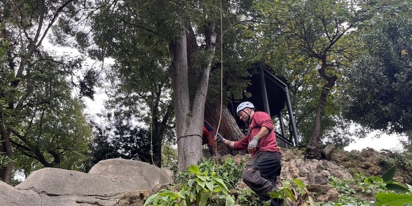 El Ayuntamiento inicia el refuerzo en la conservación de los árboles singulares de propiedad municipal recogidos en el reciente catálogo elaborado por el Servicio de Parques y Jardines para implementar su protección patrimonial