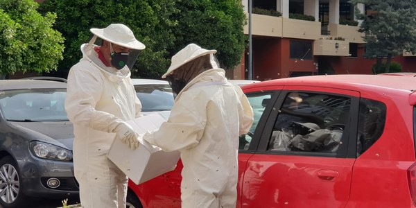El Ayuntamiento inicia los tratamientos de control de los mosquitos con incidencia sanitaria y refuerza el Centro Municipal de Protección y Control Animal para el verano con una inversión de 78.500 euros