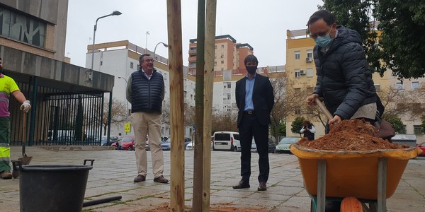 Plantación de 17 árboles en la Avenida de La Soleá y Plaza del Niño de Vallecas, en San Pablo, y mejora así sus itinerarios comerciales, peatonales y escolares