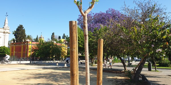 El Ayuntamiento planta 5 bahuinias en la Avenida de El Cid en la primera fase de acondicionamiento paisajístico de la explanada del Rectorado para convertirla en una zona más verde con otra treintena de árboles