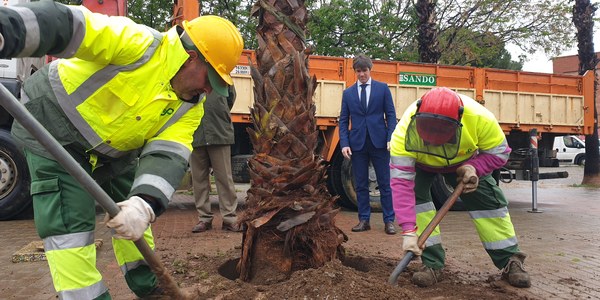 El Ayuntamiento planta 7 palmeras en el Parque Rojo de Pino Montano para completar las alineaciones