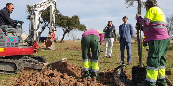 El Ayuntamiento planta casi 100 árboles en la conexión entre el Parque Torreblanca y el Parque Tamarguillo en el marco del proyecto de anillo verde de la ciudad