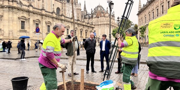 El Ayuntamiento planta jacarandas frente al Archivo de Indias para aumentar la sombra y enriquecer el paisaje y protege el magnolio de la Catedral con setos de granado