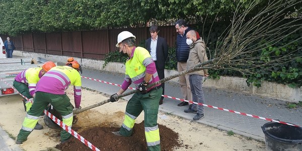El Ayuntamiento planta otros 42 nuevos árboles de sombra en la Avenida de La Palmera y suma 150 en dos años en esta arteria de la ciudad para recuperar la doble alineación de arbolado