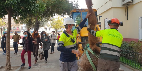 El Ayuntamiento trasplanta 19 naranjos al patio del CEIP Arias Montano de la Macarena a demanda de la comunidad educativa como paso previo al inicio de la tercera fase de obras de Cruz Roja