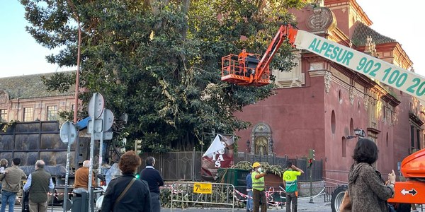 El gobierno municipal aclara que ha otorgado a la Iglesia licencia para los trabajos de apeo del ficus de San Jacinto tras el dictamen de la Comisión de Patrimonio de la Junta y los informes técnicos sobre su peligrosidad para las personas