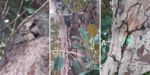 El gobierno municipal aclara que la licencia de apeo otorgada a la Iglesia de San Jacinto contó con el respaldo mayoritario de vecinos, entidades y grupos políticos de Triana a través de su Junta Municipal del Distrito debido a la peligrosidad del árbol