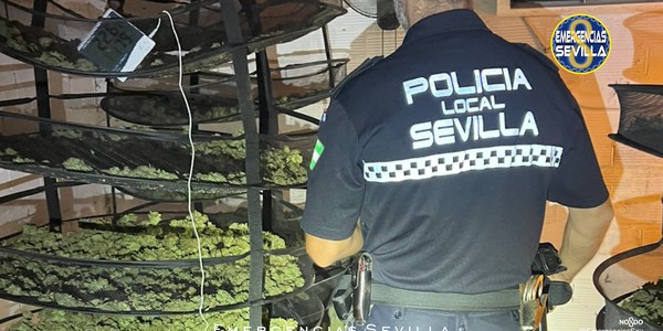 La Policía Local de Sevilla desmantela una plantación de marihuana en una intervención que se salda con tres detenciones y con la incautación de 64 kilos de cogollos