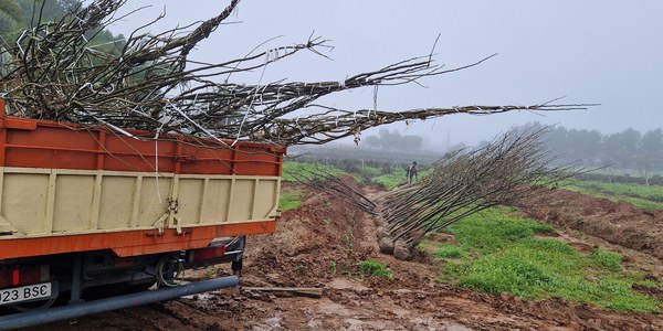 El Ayuntamiento adquiere una nueva remesa de árboles destinados sobre todo al viario público que acelerarán el ritmo de la campaña de plantaciones 2022-2023 para cumplir el objetivo anual de 5.000 nuevas unidades
