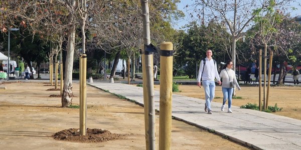 El Ayuntamiento de Sevilla completa las plantaciones de árboles que darán sombra al nuevo itinerario peatonal de la antigua explanada del Rectorado en la Avenida del Cid con 31 ejemplares