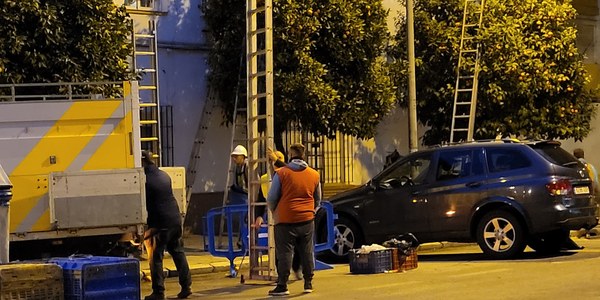 El Ayuntamiento generaliza la campaña de recogida de la naranja que se desarrollará hasta finales de febrero tras una primera fase que se ha centrado en los naranjos ubicados en los recorridos de las distintas cabalgatas de Reyes