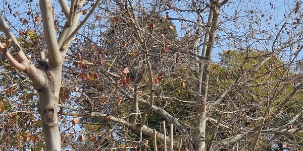 El Ayuntamiento licita el contrato para el mantenimiento de árboles y plantación de nuevos ejemplares en una veintena de barriadas recién recepcionadas con una inversión de 338.800 euros