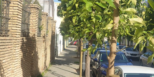El Ayuntamiento licita el contrato para el mantenimiento de árboles y plantación de nuevos ejemplares en una veintena de barriadas recién recepcionadas con una inversión de 338.800 euro