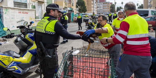 La Policía Local detecta explotación de gallos de pelea en el Polígono Sur gracias a la colaboración ciudadana