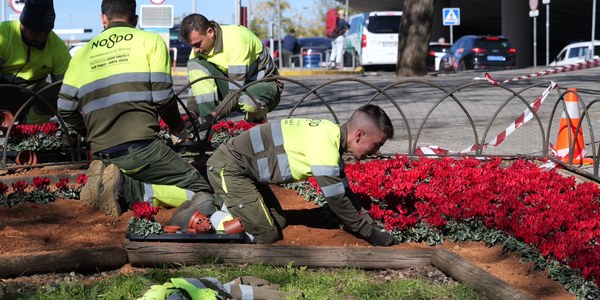 El Ayuntamiento planta cerca de 80 000 flores de temporada para dar color a la Navidad